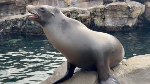 Sea Lion barking Stock Footage 328425190