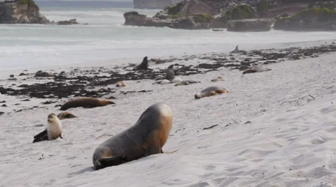 Sea-lion on beach Stock Footage 38849573