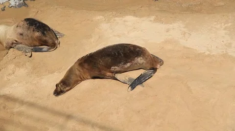 Sea lion on the beach Stock Footage 55452077