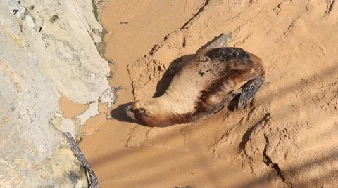 Sea lion on the beach Stock Footage 55452079
