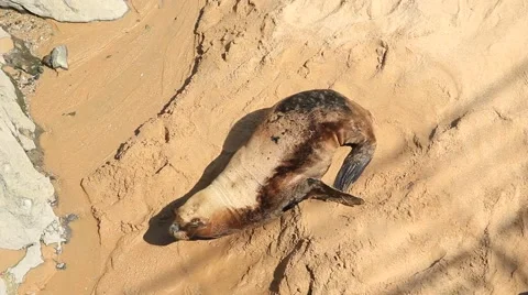 Sea lion on the beach Stock Footage 55452083