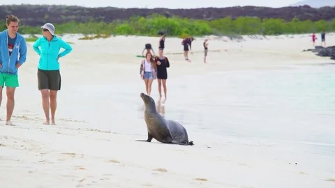 Sea lion on beach Stock Footage 85387015