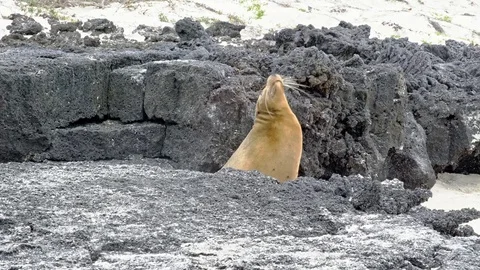 Sea Lion in between rocks Stock Footage 85390405