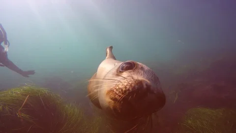 Sea Lion Blows Bubbles and Swims up to Camera, 4K Stockbeeldmateriaal 88050581