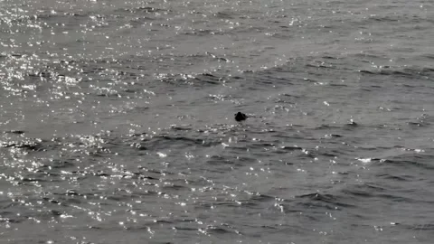 Sea Lion Bobbing Stock Footage 306036348
