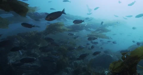 Sea lion buzzes blacksmith fish in kelp reef Stock Footage 155633512