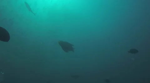 Sea lion in  Cabo pulmo. Stock Footage 59149616