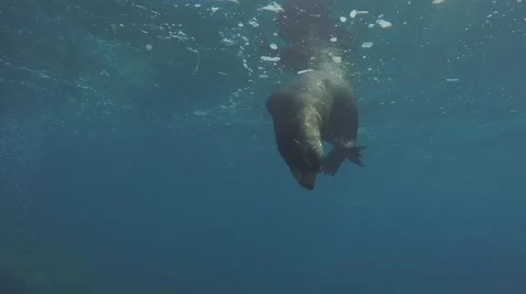 Sea lion in  Cabo pulmo. Видео 59187648