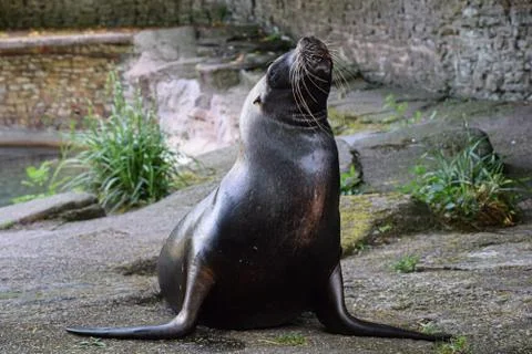 Sea lion in captivity Stock Photos