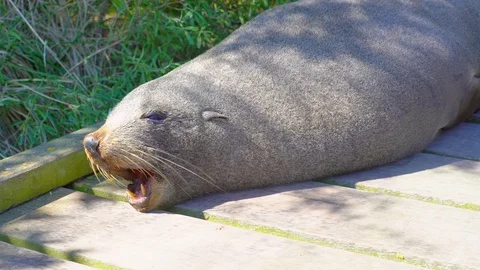 Sea lion close up Stock Footage 85490978