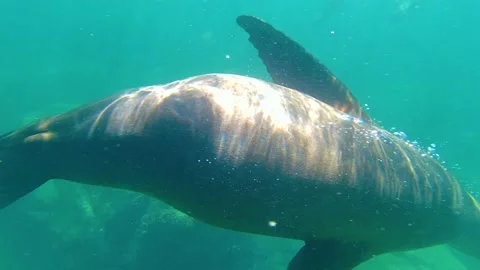 Sea ​​lion close-up in front of the camera underwater Stock Footage 158680456
