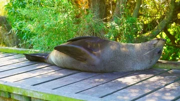 Sea lion close up itching Stock Footage 85491073