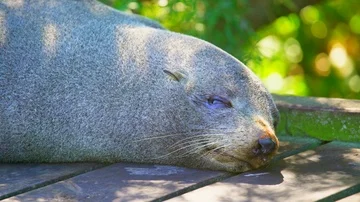 Sea lion close up lying Stock Footage 85491061