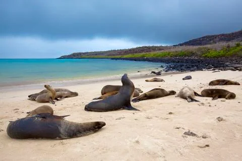 Sea lion colony Stock Photos