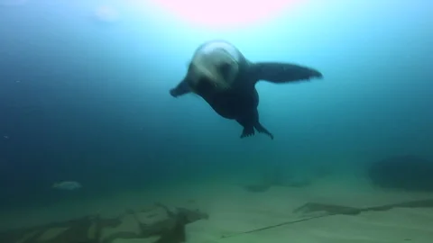 Sea Lion curious with the camera Stock Footage 157994968