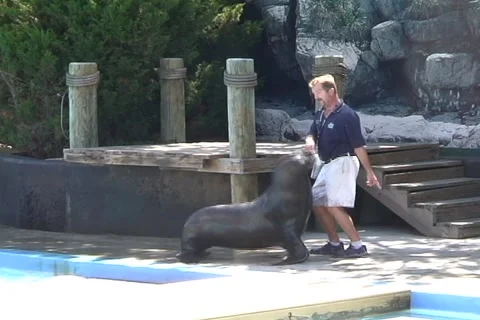 Sea lion dance  動画素材 1063933