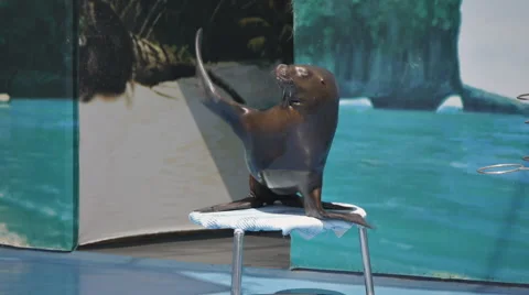 Sea Lion Dancing 2 Stock Footage 52387346