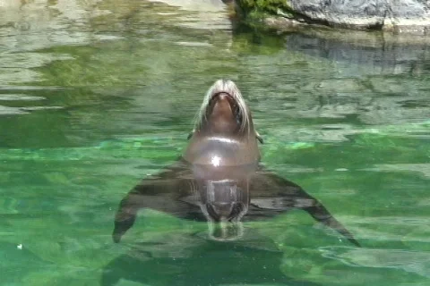 Sea Lion dive  動画素材 364965