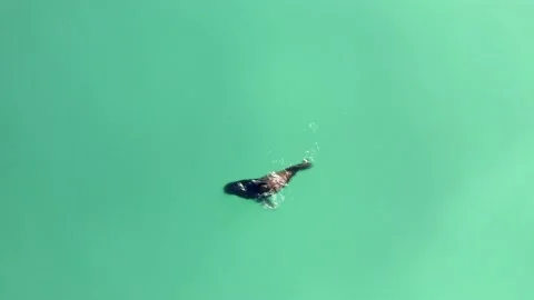 Sea lion diving for herring during spawn - amazing water colour Vidéo 150340324