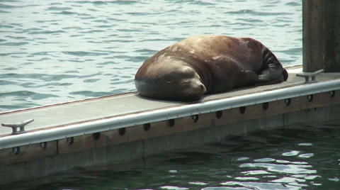Sea lion on dock.mxf Stock Footage 40716640