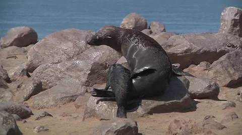 Sea lion drinking milk from mother Stock Footage 59189087