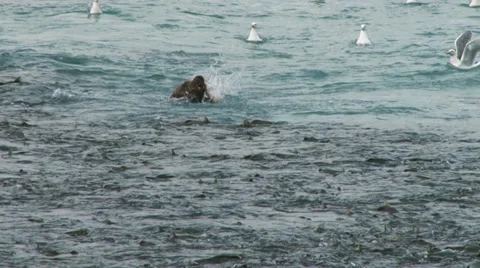 Sea Lion Eating Salmon Fish in Water with Blood Stock Footage 12441153