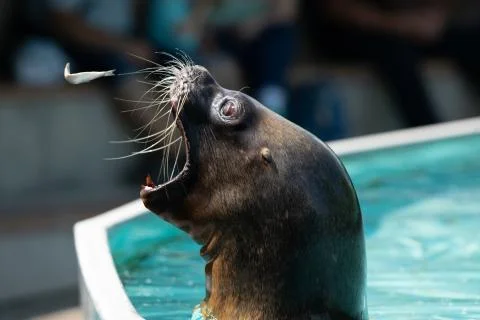 A sea lion eats a fish during a show Foto stock