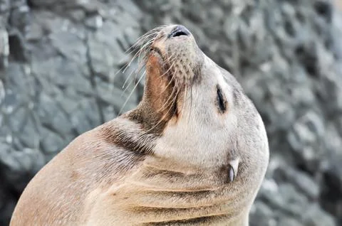 Sea lion with eyes closed Stock Photos