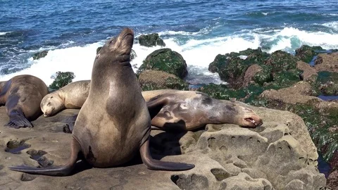 Sea Lion - family seal on the beach, La Jolla, California.4K footage Stock Footage