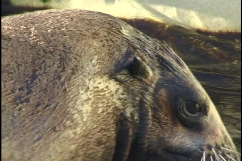 Sea Lion Stock-Footage 298299