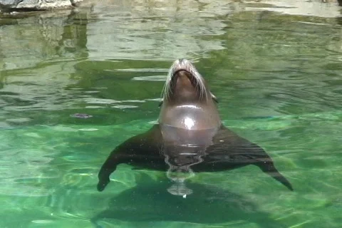 Sea lion 動画素材 330116