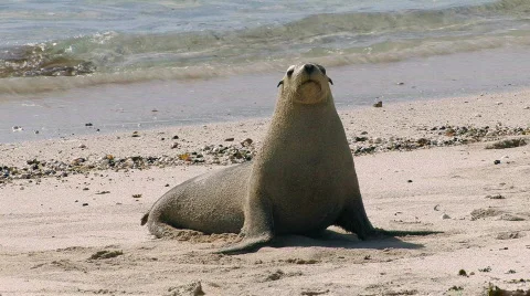 Sea Lion Stock Footage 356220