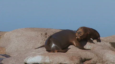 Sea Lion  Stock Footage 357189
