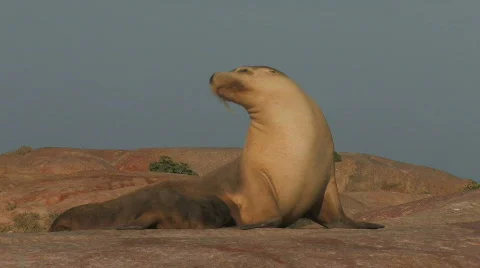 Sea Lion Stock Footage 359243