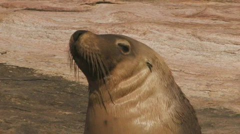 Sea Lion Stock Footage 359381