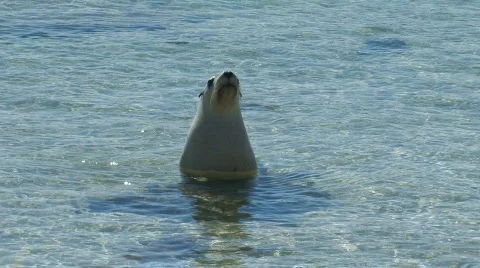 Sea Lion Stock Footage 359490