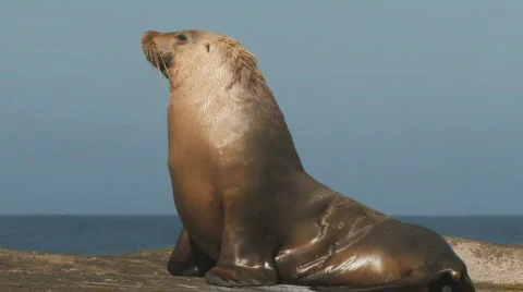 Sea Lion Stock Footage 359830
