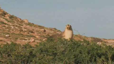 Sea Lion  Stock Footage 360113