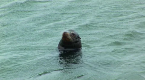 Sea Lion 스톡 동영상 372866