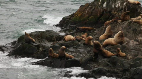 Sea lion Video stock 587741