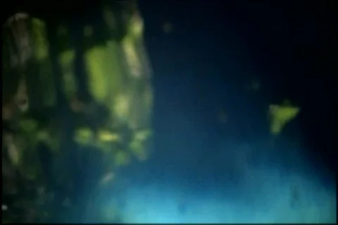 Sea lion Stock Footage 676627