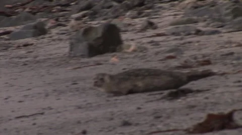Sea Lion Vidéo 4762193