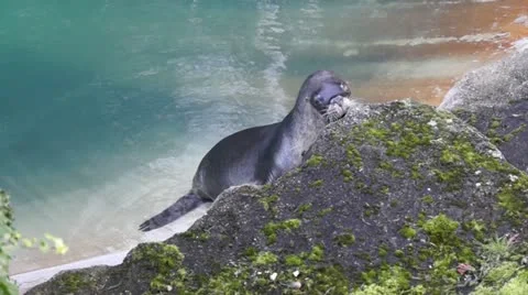 Sea lion Video stock 11063684