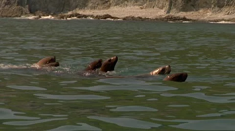Sea ​​lion Stock Footage 11625084