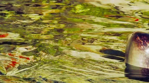 Sea lion 動画素材 12489640