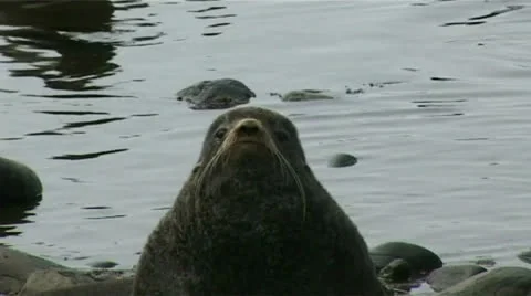 Sea lion Video stock 27119446
