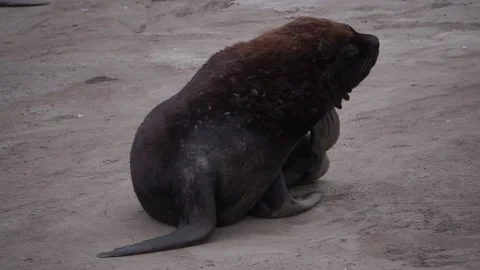 Sea lion Stock Footage 132971981