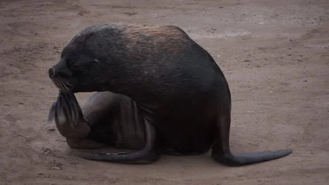 Sea lion Stock Footage 132972000
