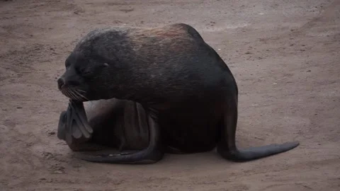 Sea lion Stock Footage 132972059