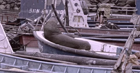 SEA LION Stock Footage 198419806